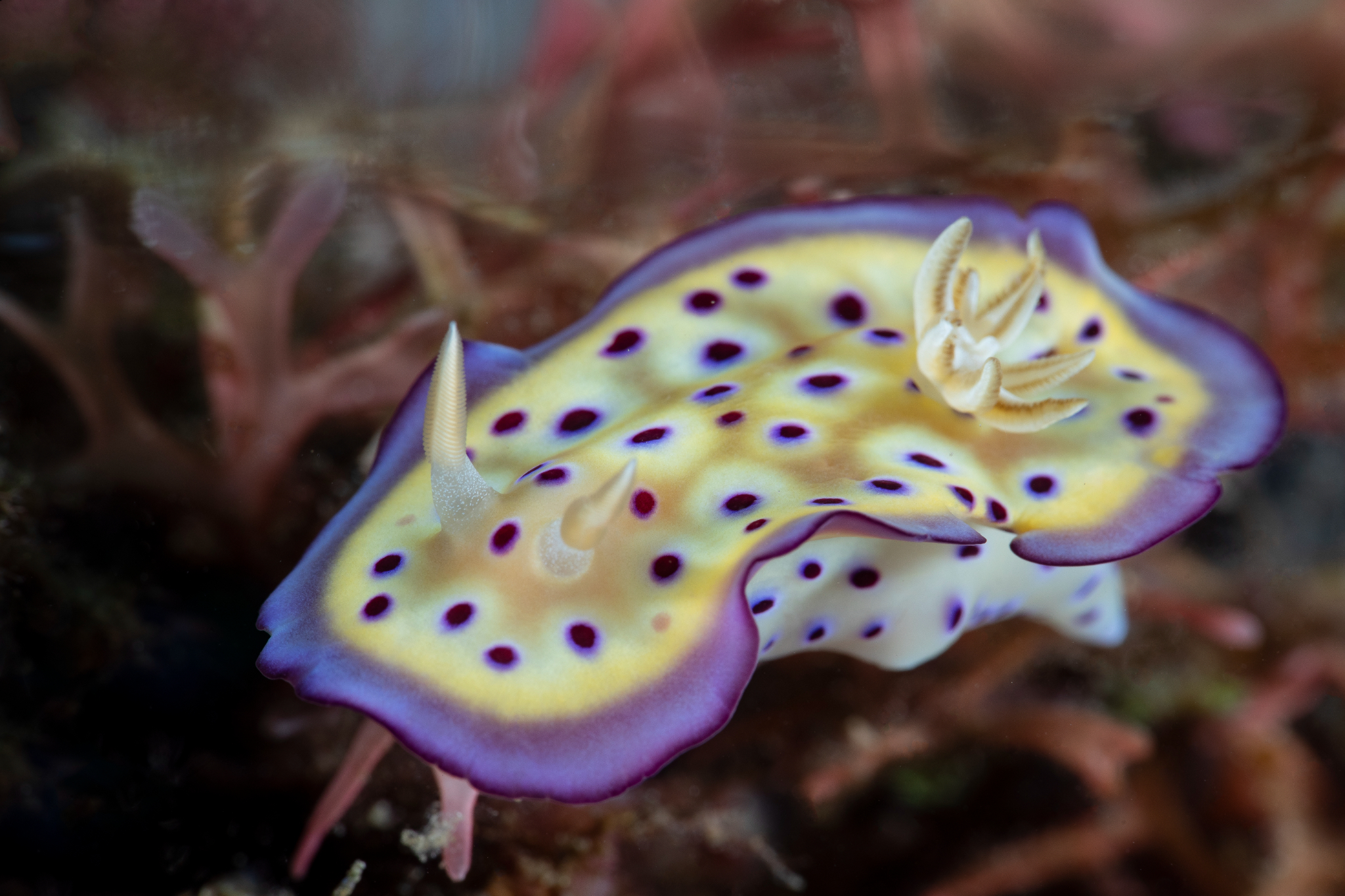 Kunie's Chromodoris, Lembeh
